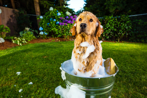 No desesperes, los mejores consejos sobre cómo bañar a tu perro