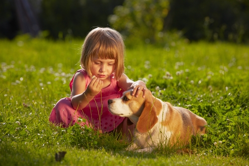 beagle con niño
