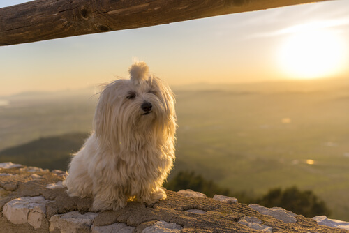 Bichon maltés en una puesta de sol