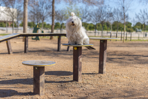 Bichon maltes sentado en el parque