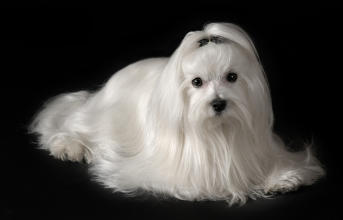 bichon maltes