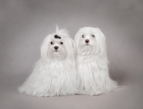 bichon maltes