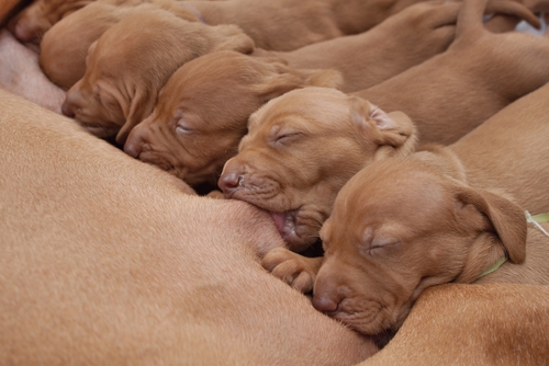 Cachorros mamando
