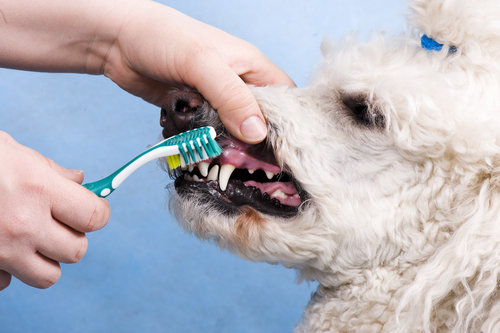 Persona cepillando los dientes de su perro