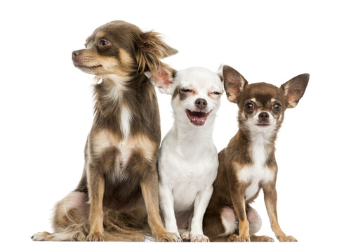 Des chihuahuas.