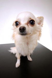 Cómo retirar las manchas provocadas por las lágrimas en la mascota