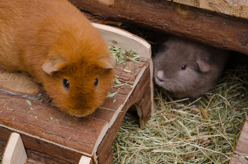 Cobaya comiendo