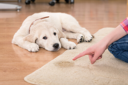 Cómo limpiar orina de perro en la alfombra