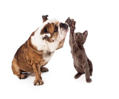 Un compañero para tu gato, ¿una buena idea?