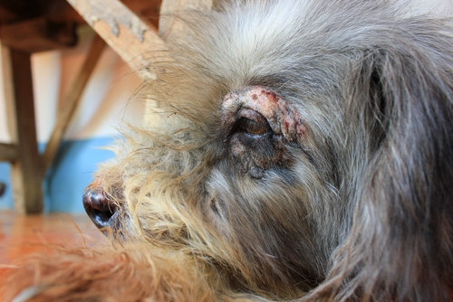 Dermatitis atópica