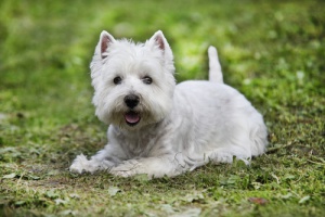 Dermatitis atópica canina: tratamientos para la piel de tu mascota