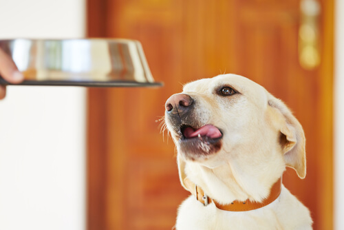 Persona dándole un plato con comida a su perro.