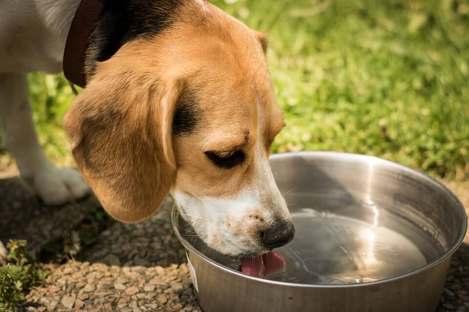 Los perros con vómitos deben tener siempre agua a su alcance.