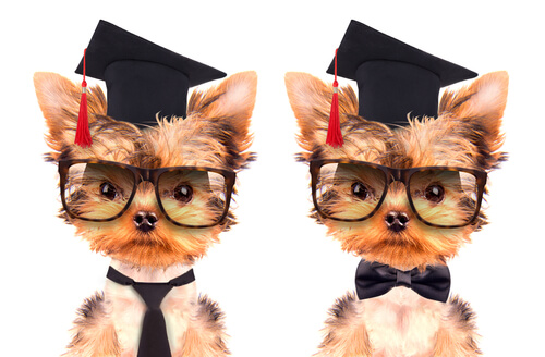 3 secretos para educar a un cachorro 3 secretos para educar a un cachorro