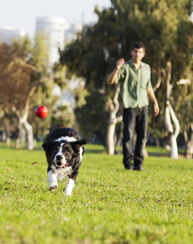 Entraînement d'un chien.