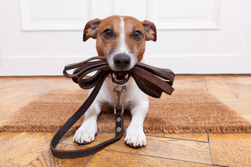 Jack Russell holding a leash in its mouth
