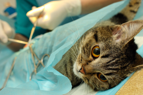 Cat being operated on by veterinarian