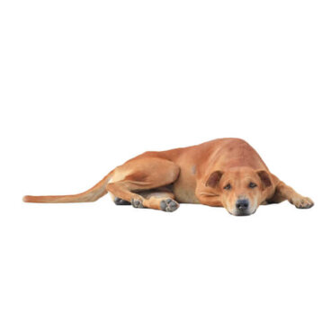 Remedios caseros para perros estreñidos