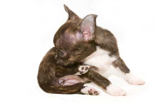 estreñimiento en perros 2