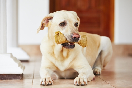 fisiologia canina 3