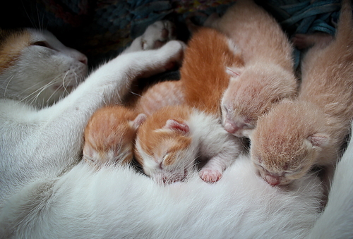 gatitos 2