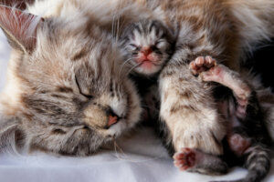 Cuándo separar a un gatito de su madre para que sea lo menos traumático posible