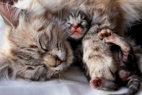 gatitos