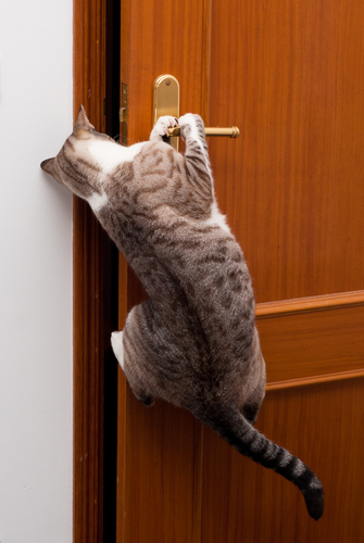 gato abre la puerta