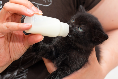 gato bebiendo leche 2