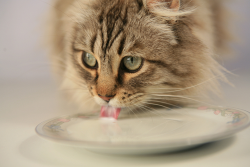 gato bebiendo leche 3