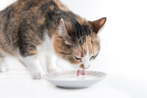 ¿Debe un gato beber leche?