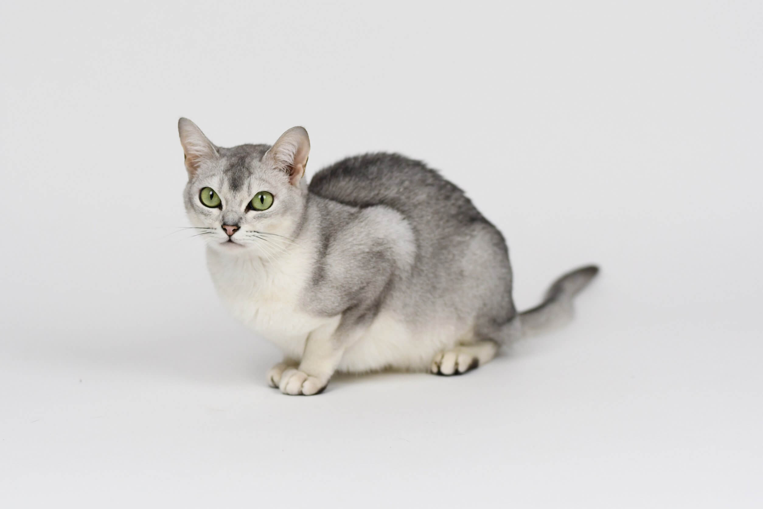 Gato Burmilla