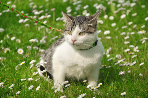 gato con correa