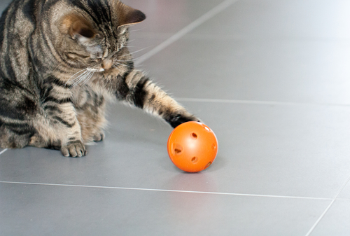 gato con pelota