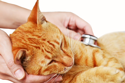 Síntomas de la ataxia en gatos