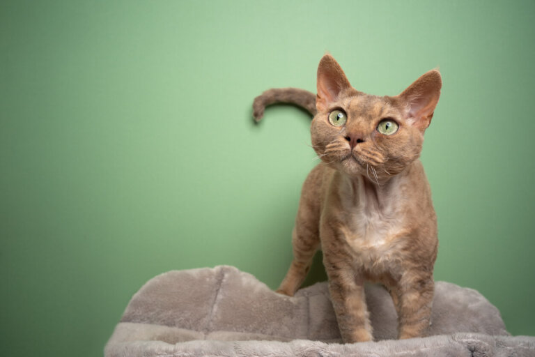 13 divertidas manualidades que puedes hacer para tu gato
