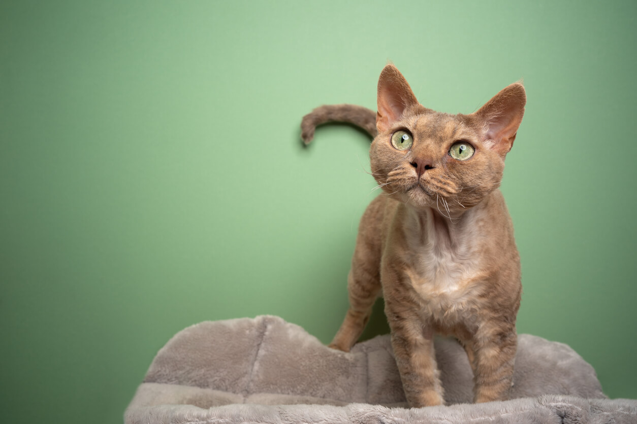 Raza de gato German Rex