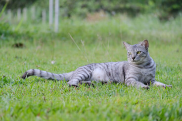 ¿Qué hacer en caso de que un zorrillo rocíe a tu gato?