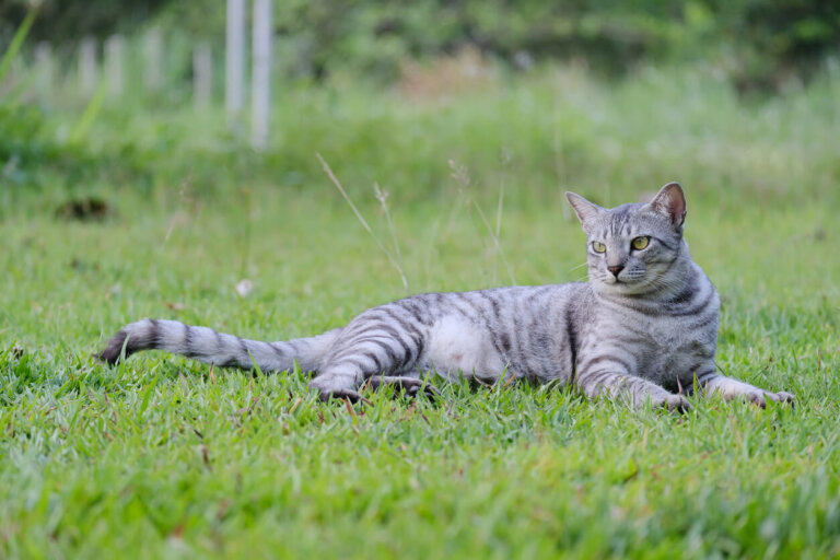 ¿Qué hacer en caso de que un zorrillo rocíe a tu gato?