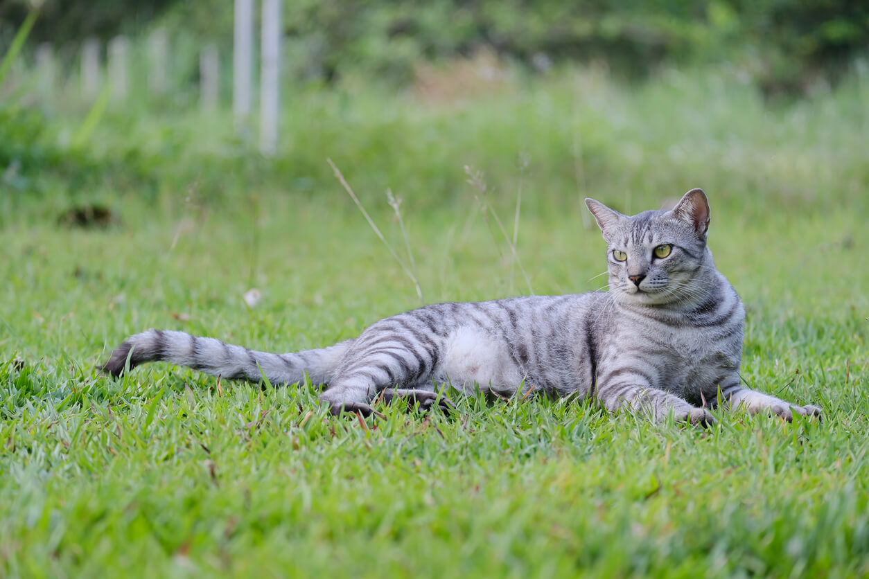 Gato Mau egipcio