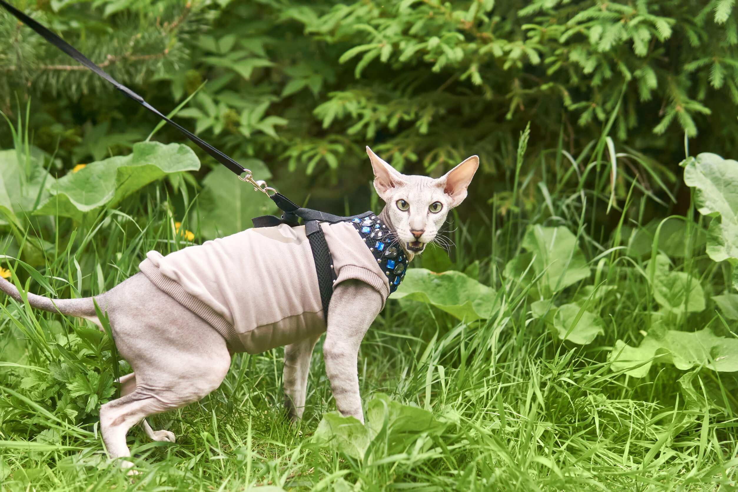 Gato Peterbald