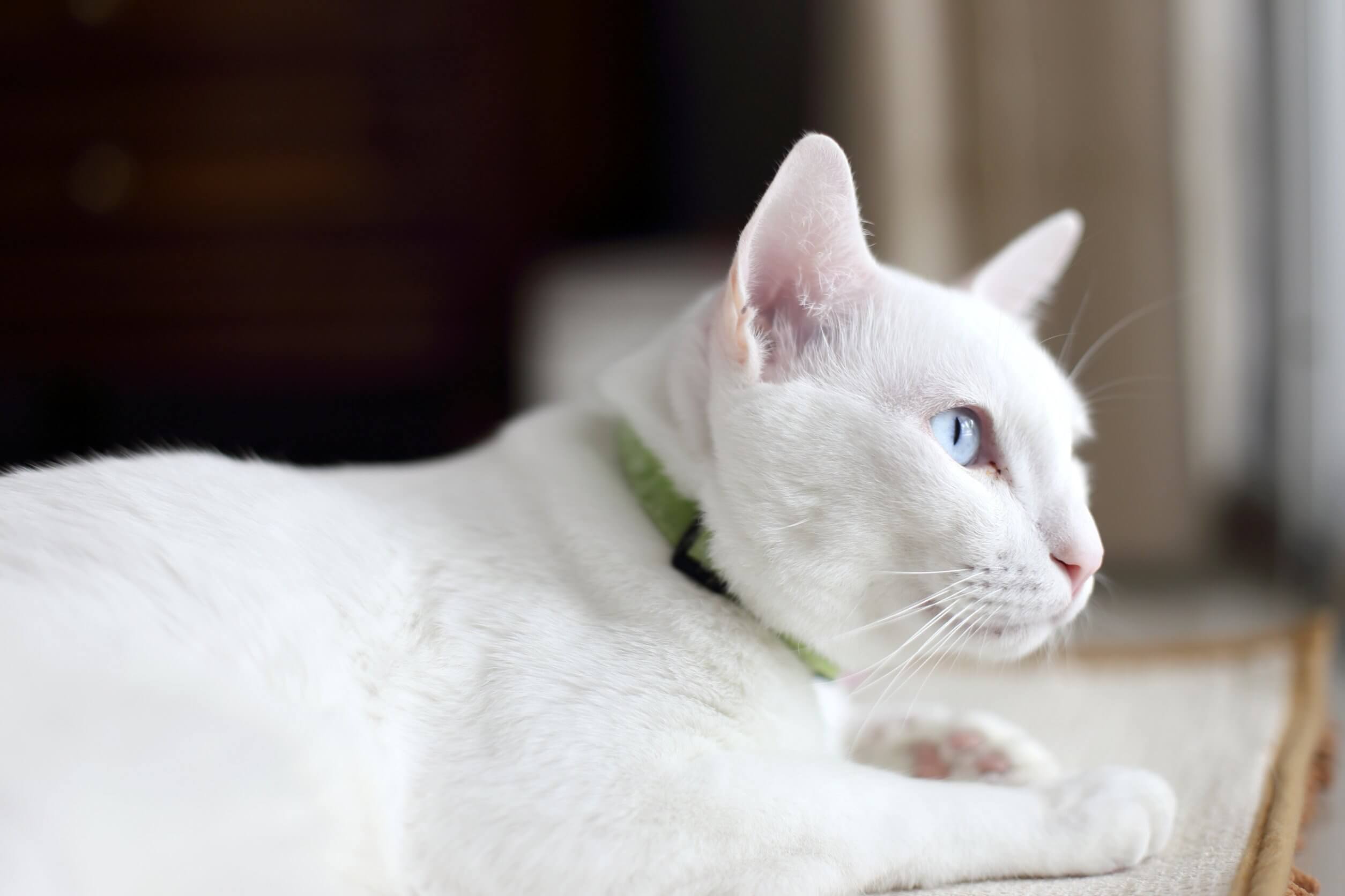 Los 13 gatos más raros: Ojos azules