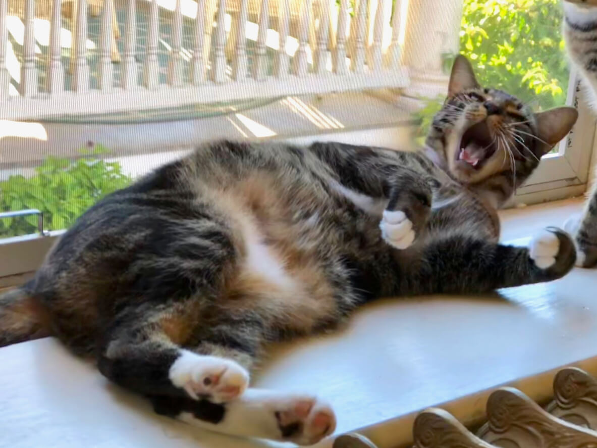 Gato Sokoke