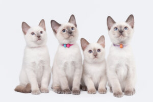 Tipos de arena para gatos: aprende a elegir la más adecuada
