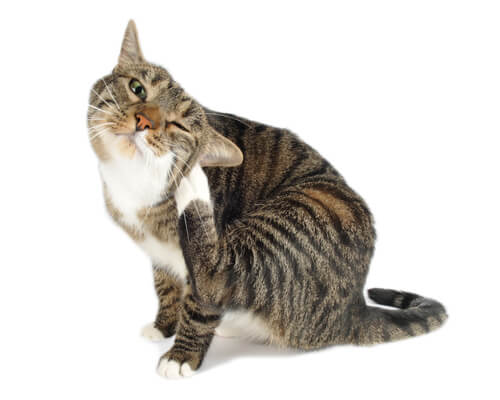 Alergias en los gatos