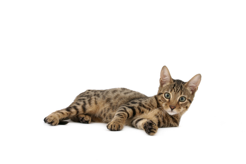 gatos raros 2