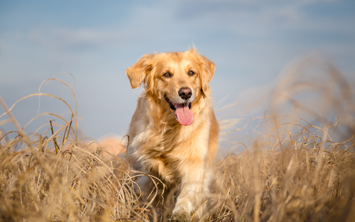 golden retriever 2