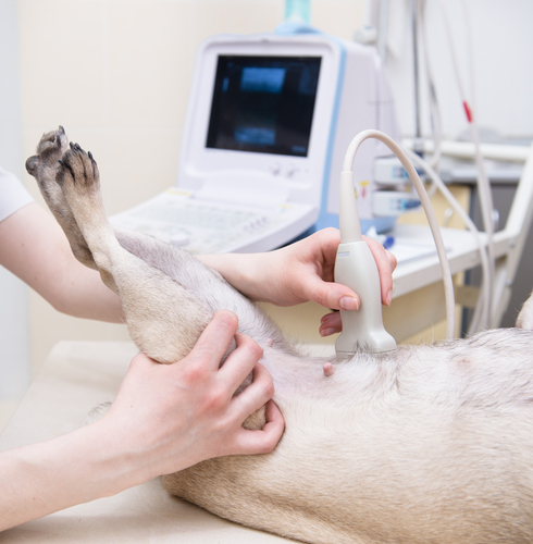 Köpeklerde iç kanama, ultrasonla kontrol