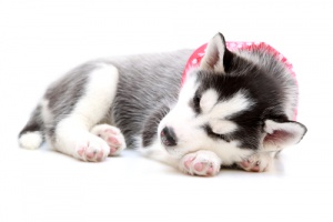 Consejos para hacer dormir a un perro