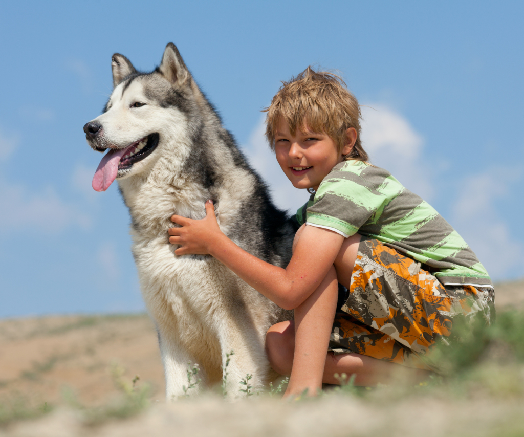 husky siberiano 2